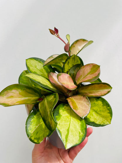 Hoya australis ‘Lisa’