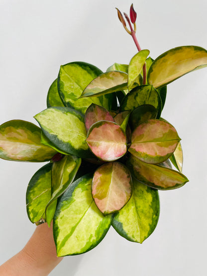 Hoya australis ‘Lisa’