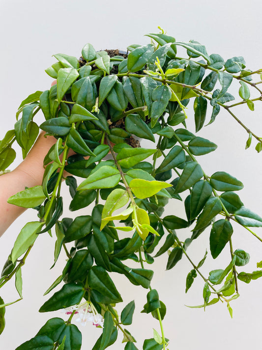 Bilde av Hoya bella-Spanne Plantesalg