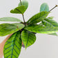Bilde av Hoya callistophylla-Spanne Plantesalg