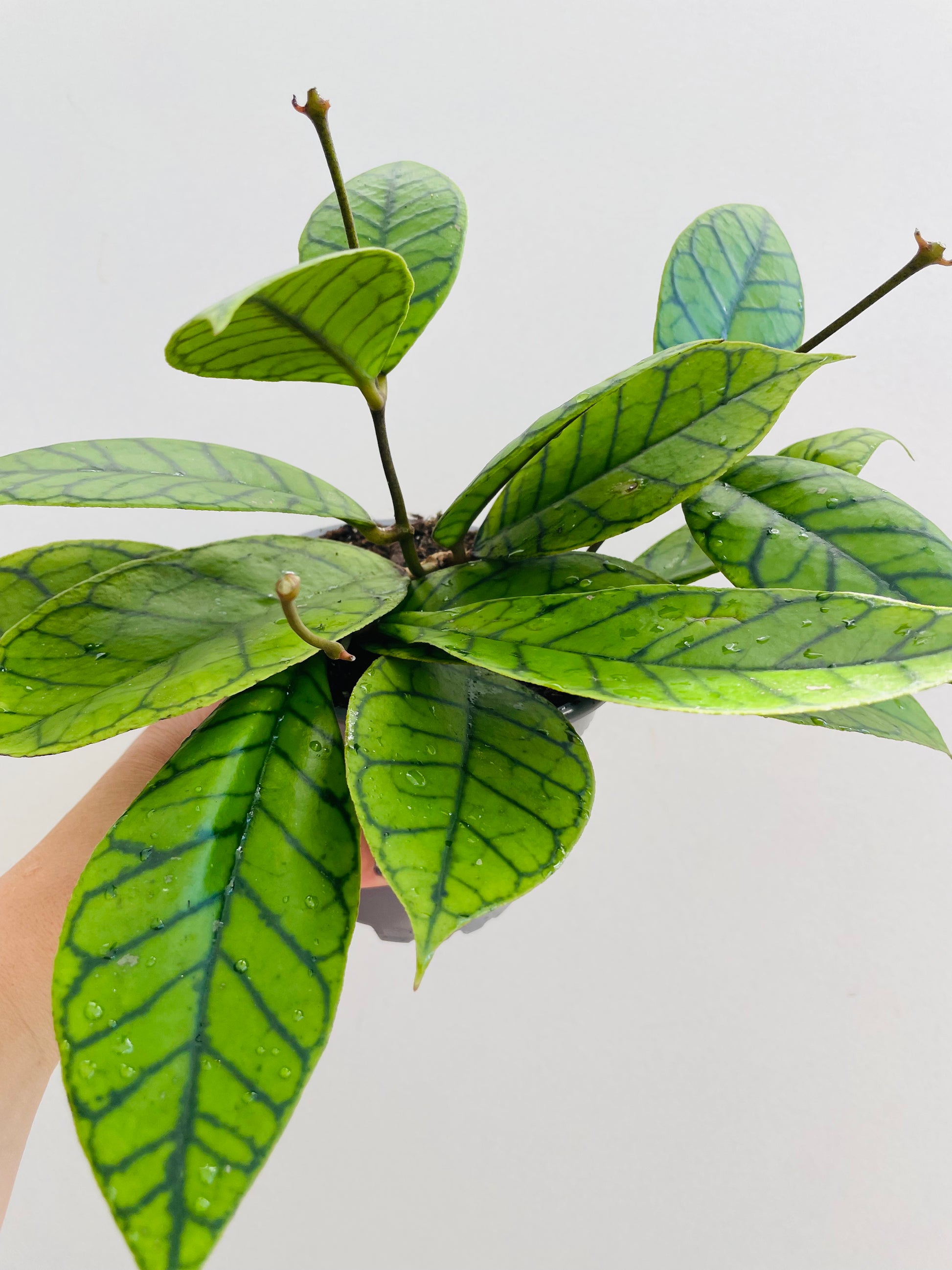 Bilde av Hoya callistophylla-Spanne Plantesalg