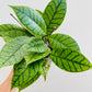 Bilde av Hoya callistophylla-Spanne Plantesalg