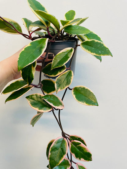 Bilde av Hoya carnosa ‘Flamingo’-Spanne Plantesalg