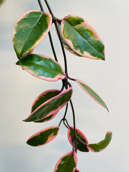 Bilde av Hoya carnosa ‘Flamingo’-Spanne Plantesalg