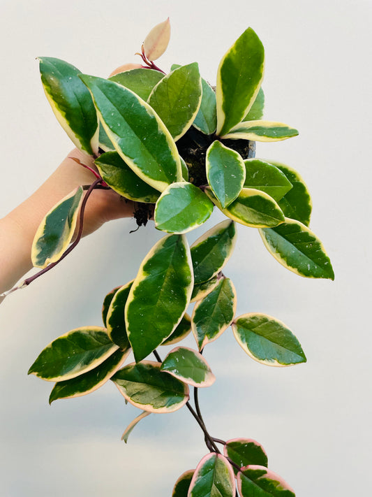 Bilde av Hoya carnosa ‘Flamingo’-Spanne Plantesalg