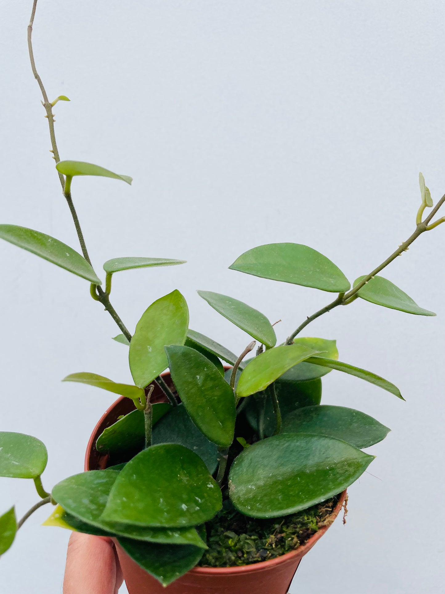 Bilde av Hoya ‘Chouke’-Spanne Plantesalg