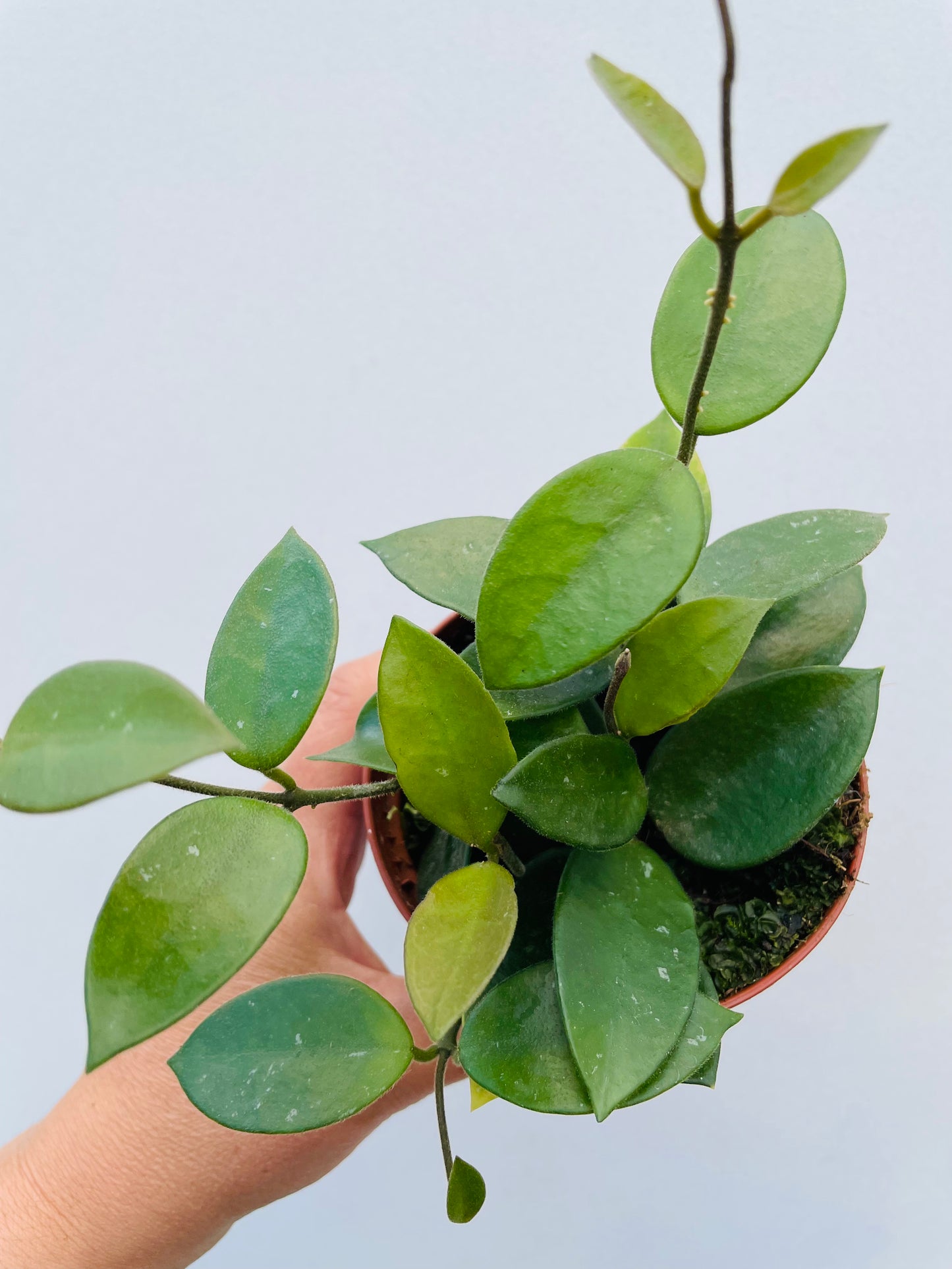 Bilde av Hoya ‘Chouke’-Spanne Plantesalg