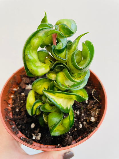Bilde av Hoya compacta ‘Mauna Loa’-Spanne Plantesalg