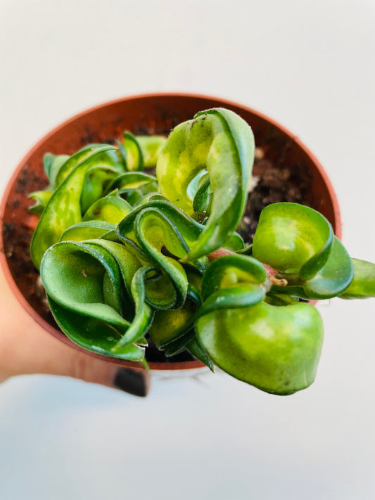 Bilde av Hoya compacta ‘Mauna Loa’-Spanne Plantesalg