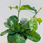 Bilde av Hoya globulosa-Spanne Plantesalg