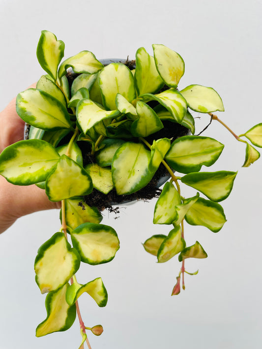 Bilde av Hoya heuschkeliana 'Variegata'-Spanne Plantesalg