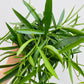 Bilde av Hoya longifolia-Spanne Plantesalg