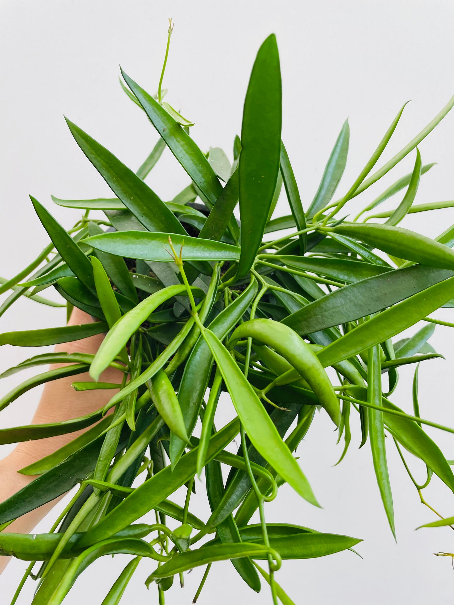 Bilde av Hoya longifolia-Spanne Plantesalg