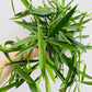 Bilde av Hoya longifolia-Spanne Plantesalg