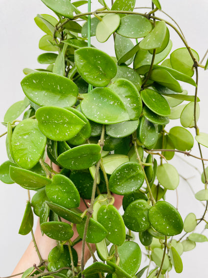 Bilde av Hoya ‘Mathilde’-Spanne Plantesalg