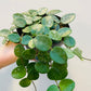 Bilde av Hoya ‘Mathilde’-Spanne Plantesalg