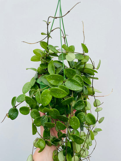 Bilde av Hoya ‘Mathilde’-Spanne Plantesalg