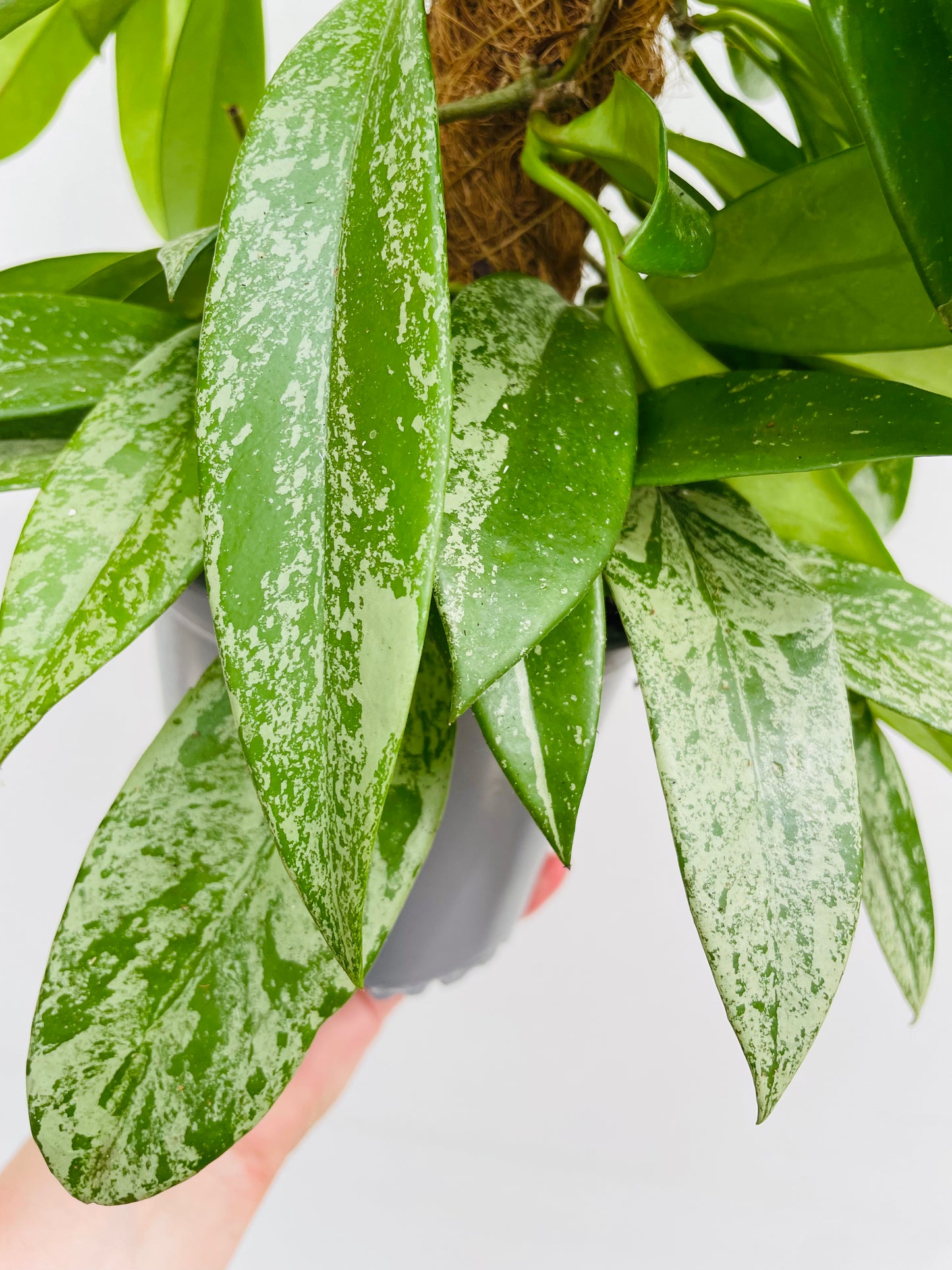 Hoya pubicalyx ‘Silver Spots’