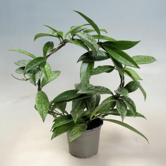 Bilde av HOYA C. 'SILVERSPOTS'-Spanne Plantesalg