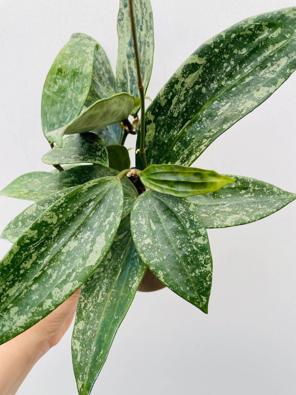 Bilde av Hoya ‘Rangsan’-Spanne Plantesalg