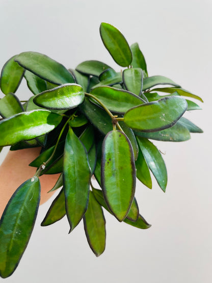 Bilde av Hoya ‘Rosita’-Spanne Plantesalg