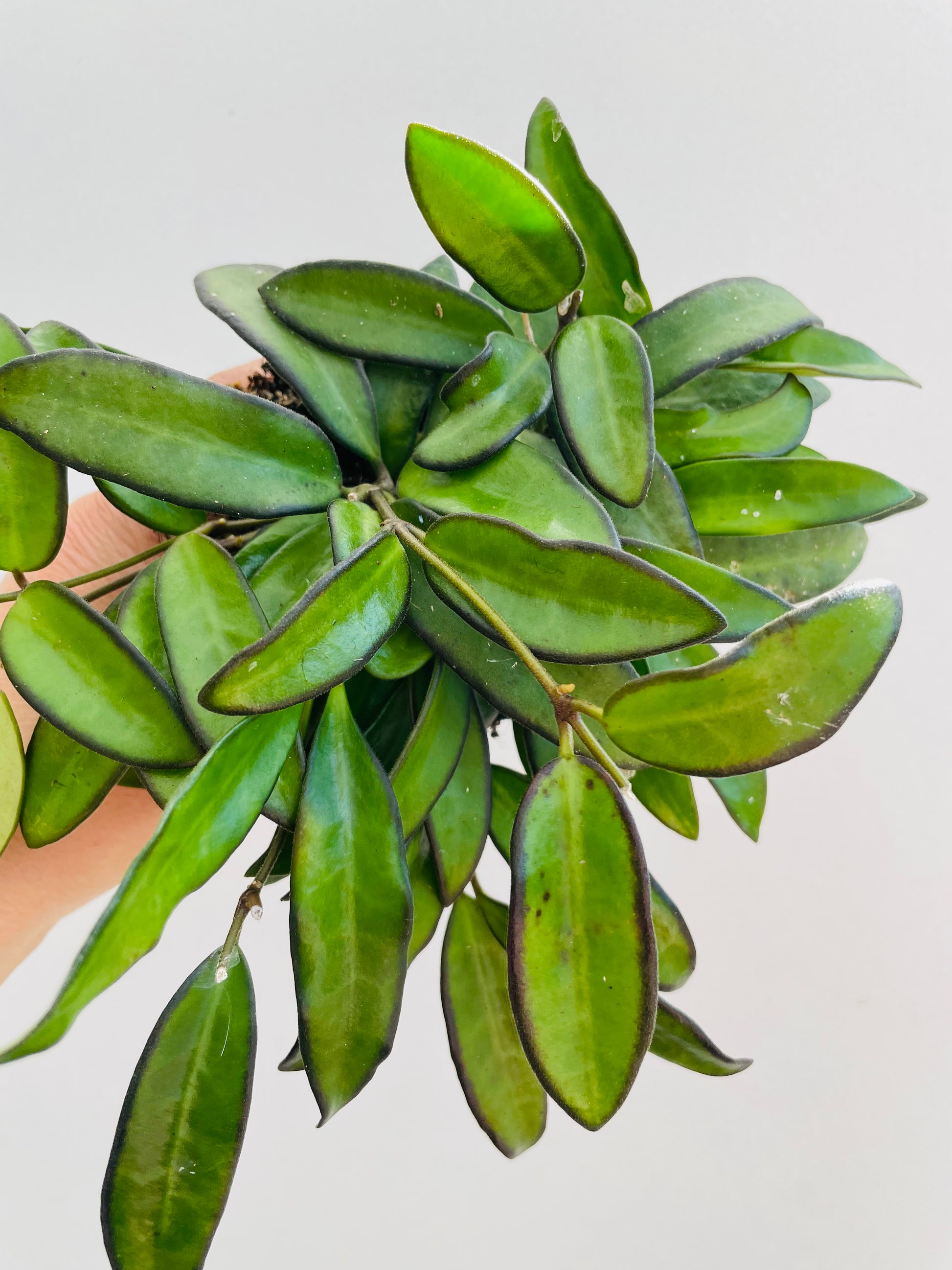 Bilde av Hoya ‘Rosita’-Spanne Plantesalg