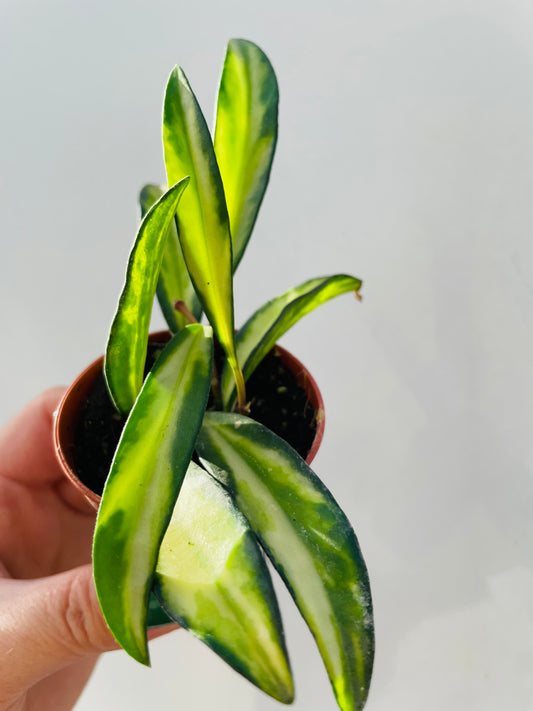 Bilde av Hoya wayetii ‘Tricolor’-Spanne Plantesalg