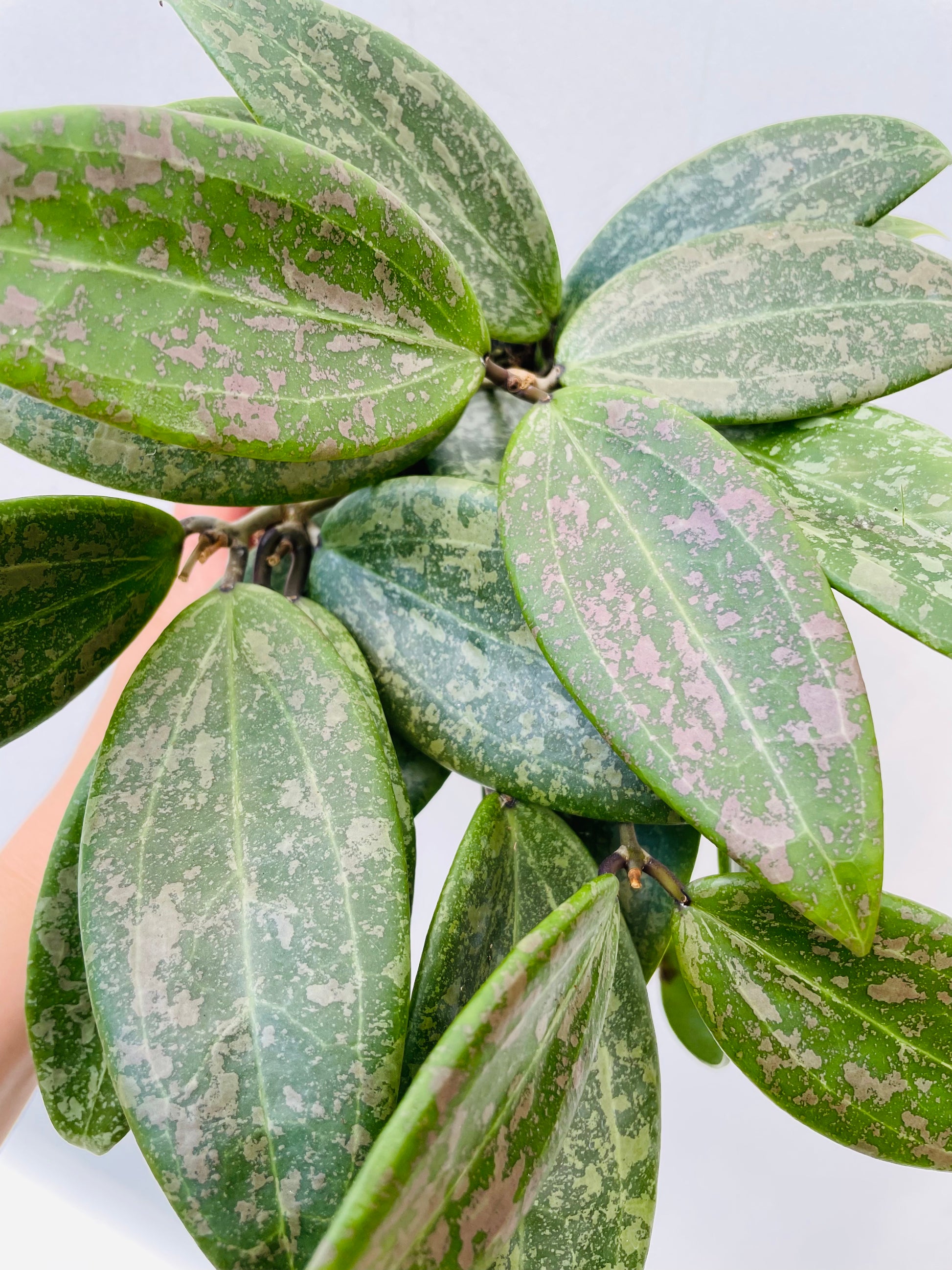 Bilde av Hoya wibergiae-Spanne Plantesalg