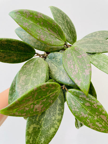 Bilde av Hoya wibergiae-Spanne Plantesalg