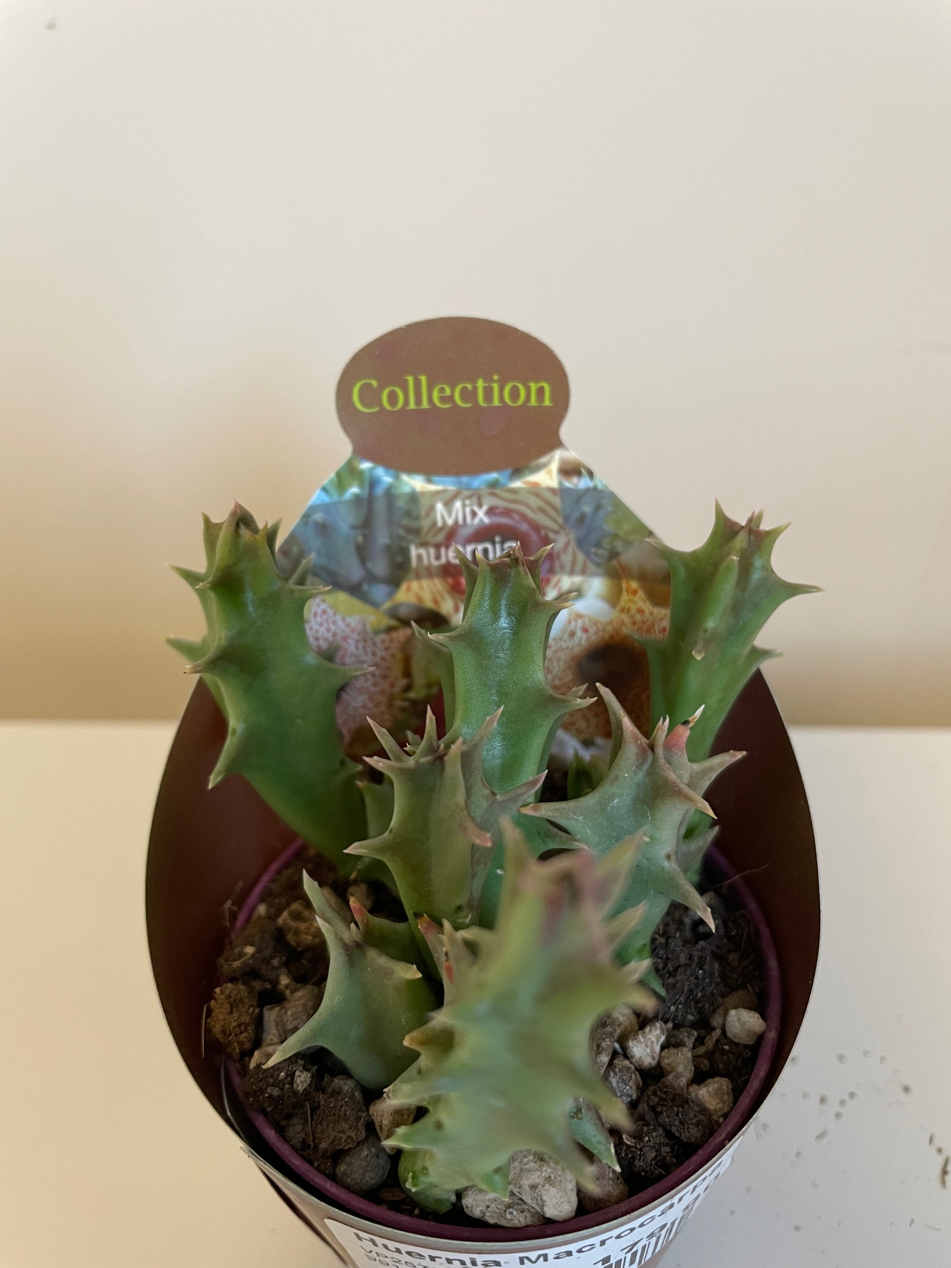 Bilde av Huernia Macrocarpa-Spanne Plantesalg