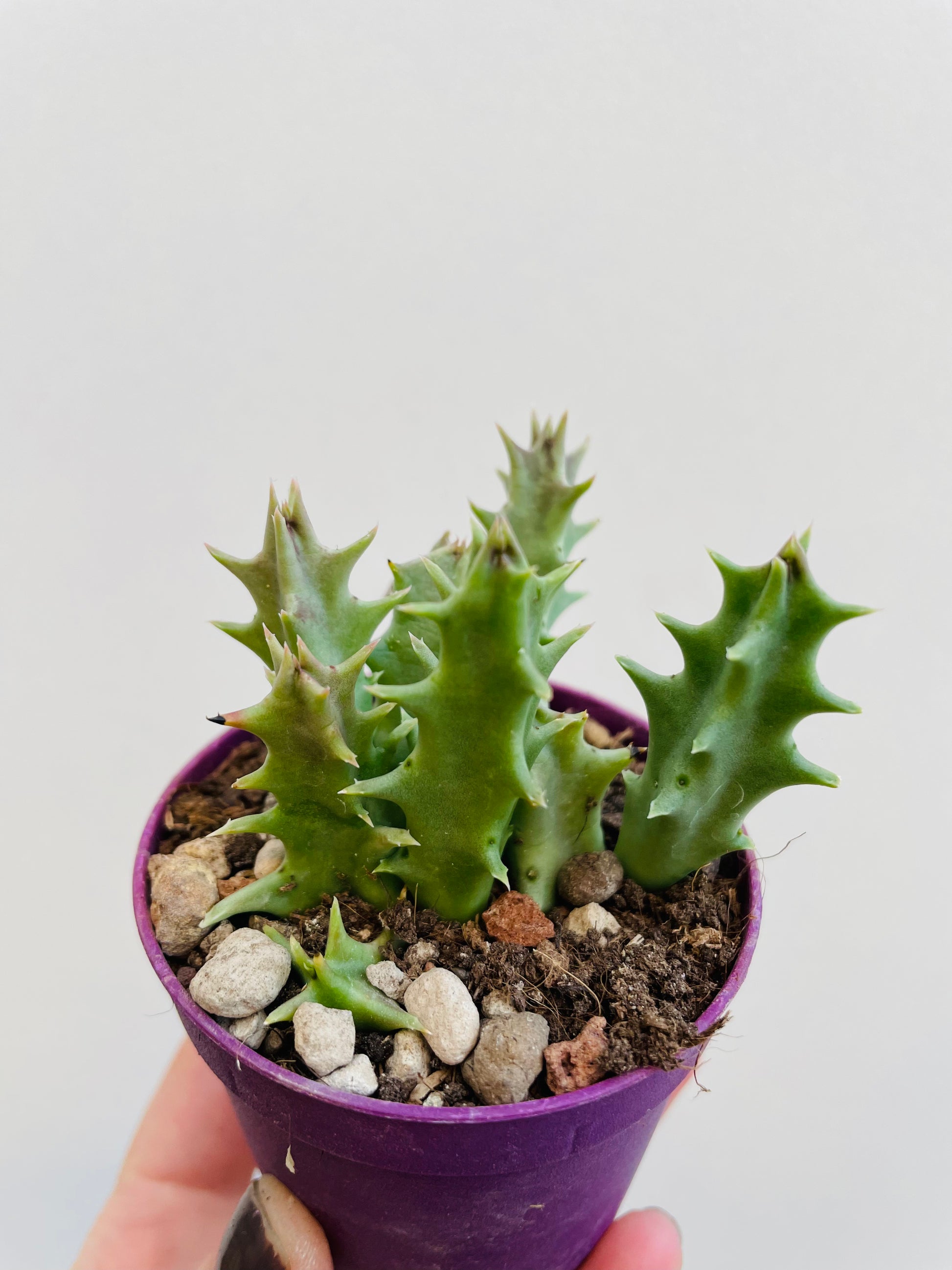 Bilde av Huernia macrocarpa-Spanne Plantesalg