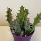 Bilde av Huernia Macrocarpa-Spanne Plantesalg