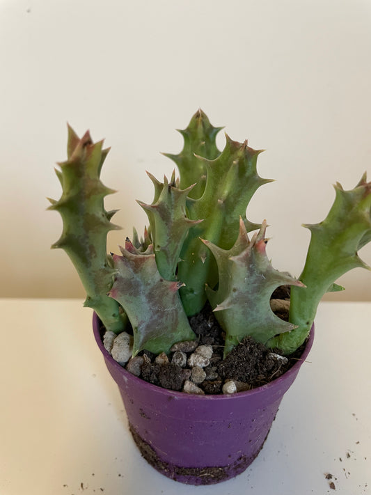 Bilde av Huernia Macrocarpa-Spanne Plantesalg