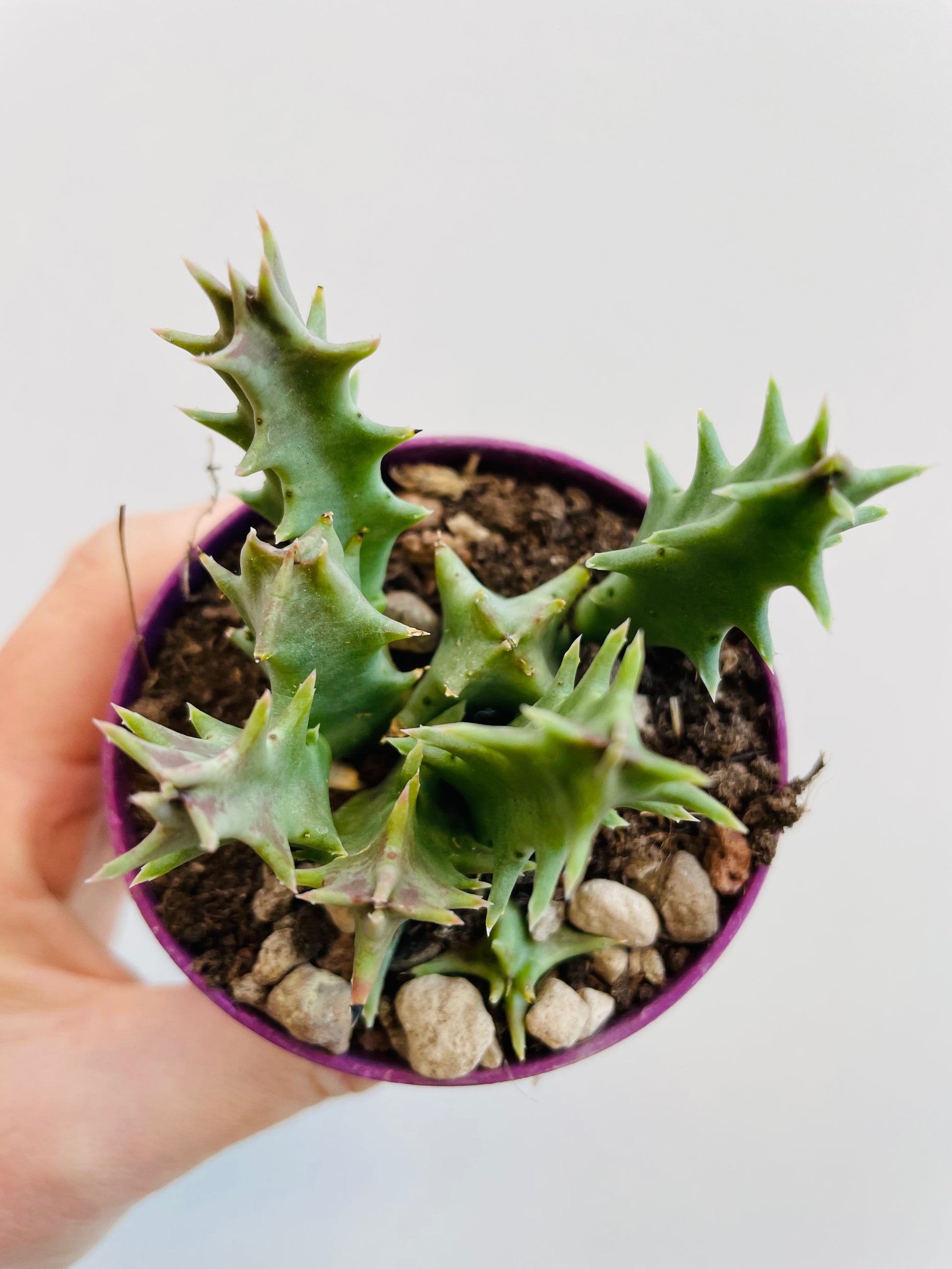 Bilde av Huernia macrocarpa-Spanne Plantesalg