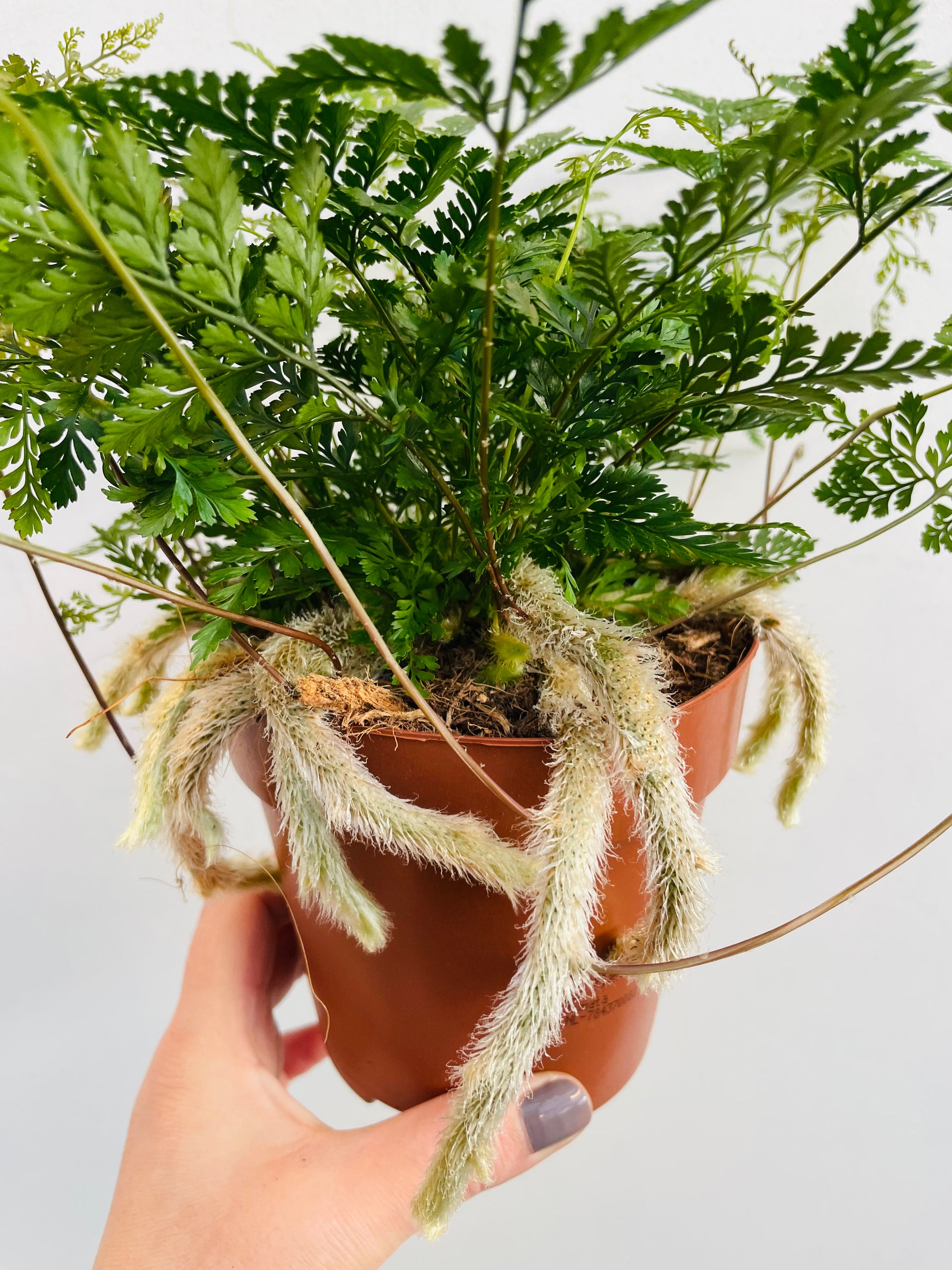Bilde av Humata tyermannii ‘Rabbit Foot Fern’-Spanne Plantesalg