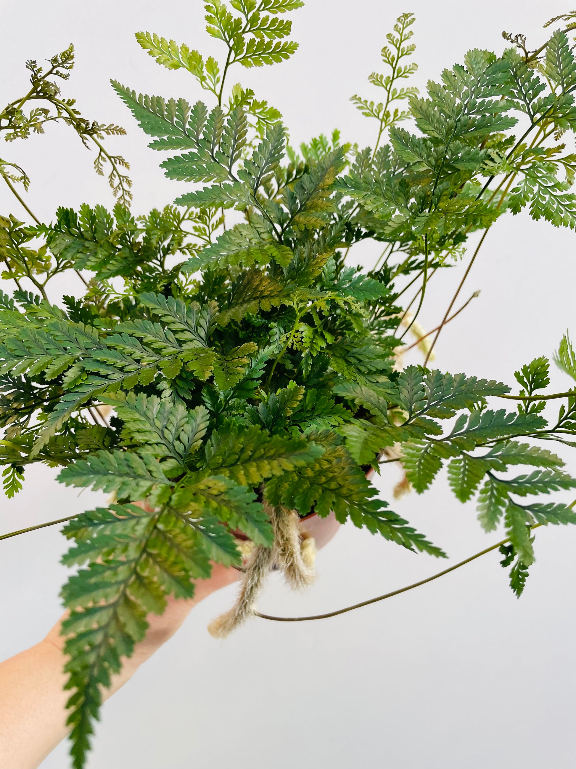 Bilde av Humata tyermannii ‘Rabbit Foot Fern’-Spanne Plantesalg
