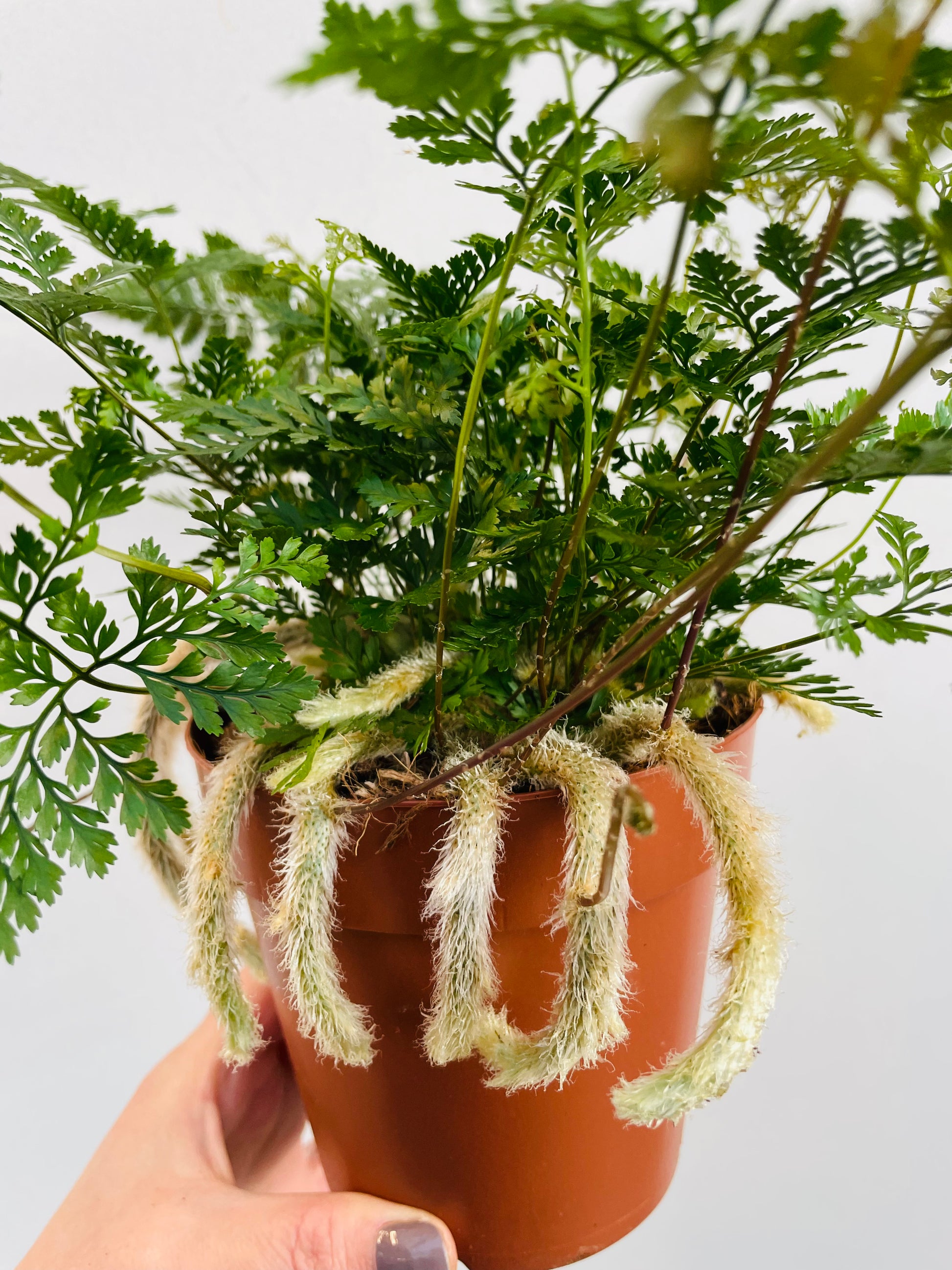 Bilde av Humata tyermannii ‘Rabbit Foot Fern’-Spanne Plantesalg