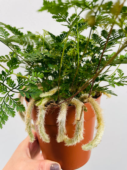 Bilde av Humata tyermannii ‘Rabbit Foot Fern’-Spanne Plantesalg