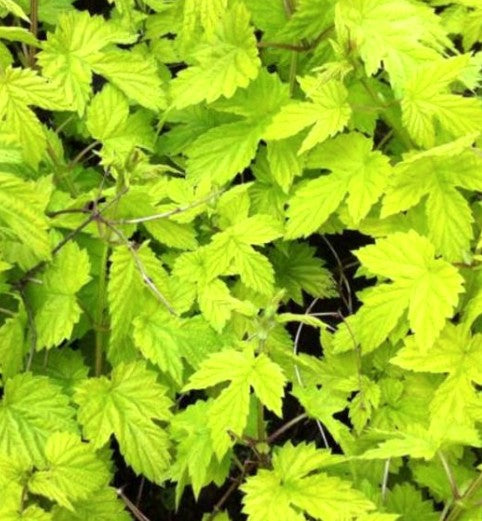 Bilde av HUMULUS LUPULUS AUREUS-Spanne Plantesalg