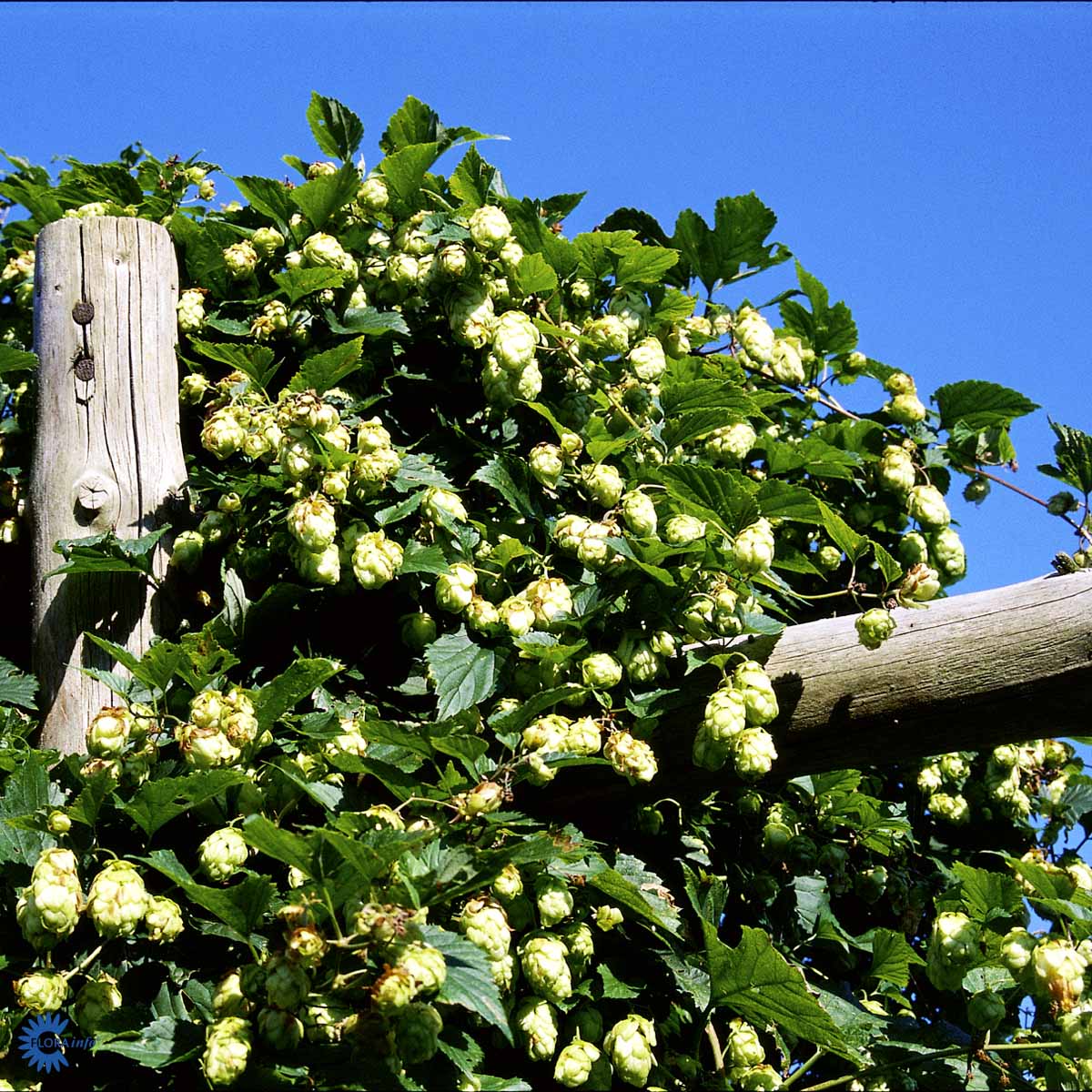 Bilde av Humulus lupulus 'Cascade'-Spanne Plantesalg
