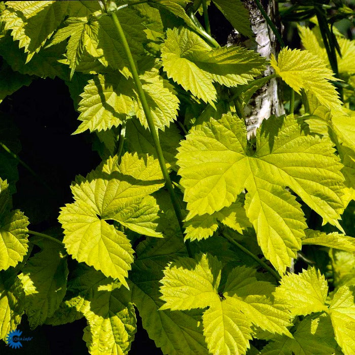 Bilde av Humulus lupulus Golden Tassels-Spanne Plantesalg