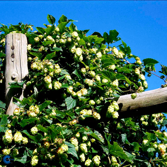 Bilde av Humulus lupulus-Spanne Plantesalg