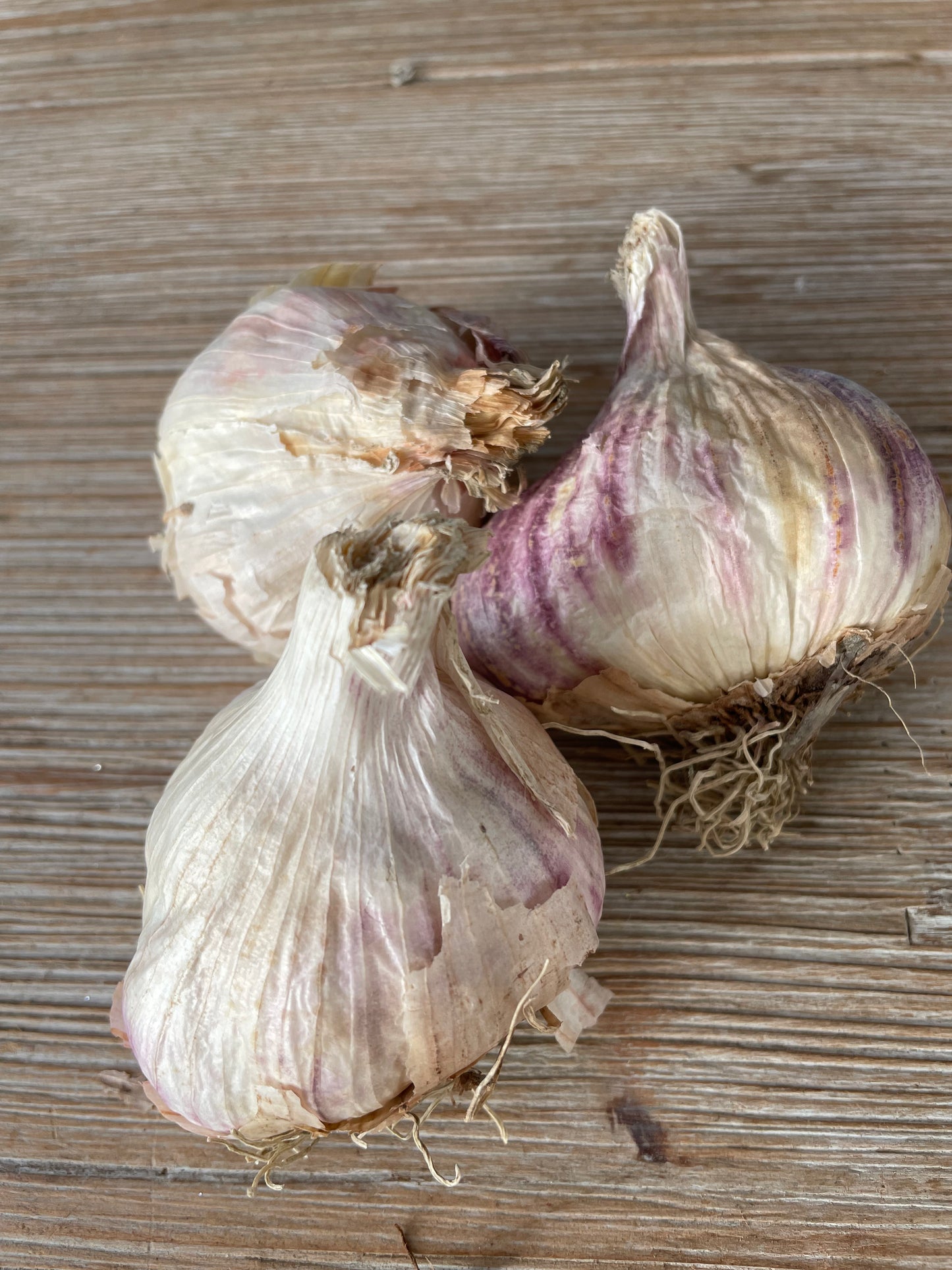 Bilde av Hvitløk, Therador-Spanne Plantesalg