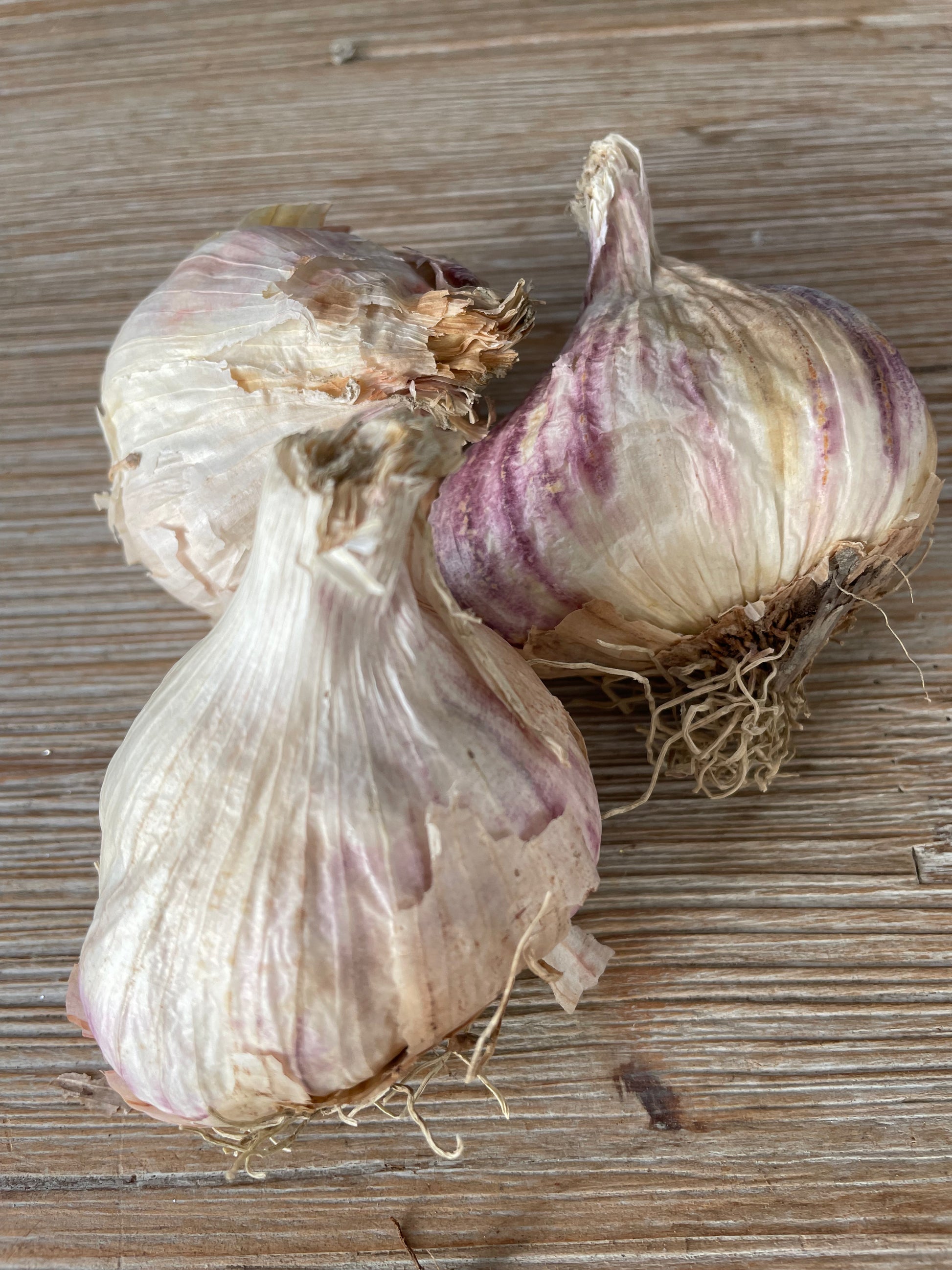 Bilde av Hvitløk, Therador-Spanne Plantesalg