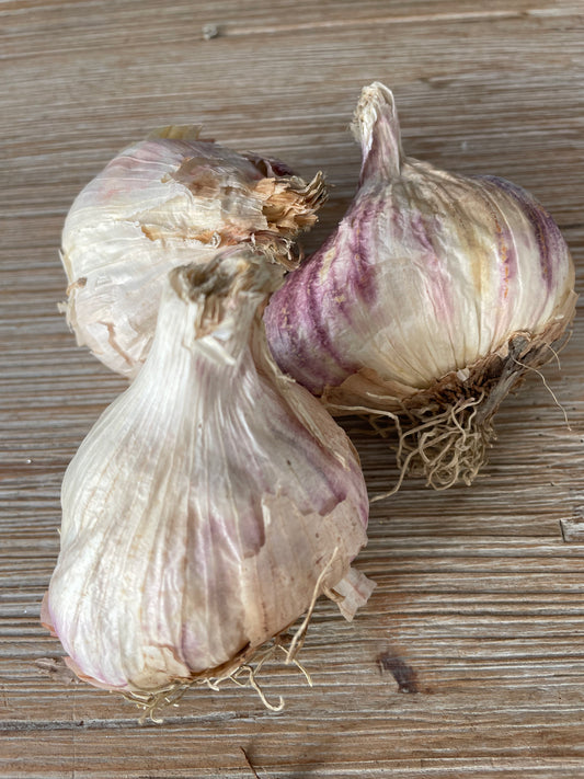 Bilde av Hvitløk, Therador-Spanne Plantesalg