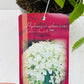 Bilde av HYDRANGEA ARB. GOLDEN ANNABELLE-Spanne Plantesalg