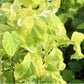 Bilde av HYDRANGEA ARB. GOLDEN ANNABELLE-Spanne Plantesalg