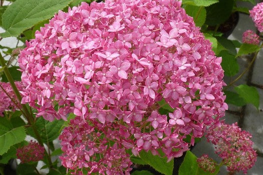 Bilde av HYDRANGEA ARB. PINK ANNABELLE®-Spanne Plantesalg