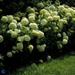 Bilde av HYDRANGEA ARB. STRONG ANNABELLE®-Spanne Plantesalg