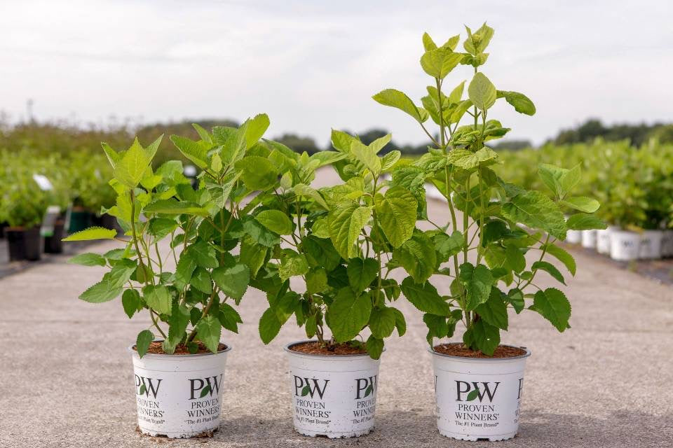 Bilde av HYDRANGEA ARB. STRONG ANNABELLE® label-Spanne Plantesalg